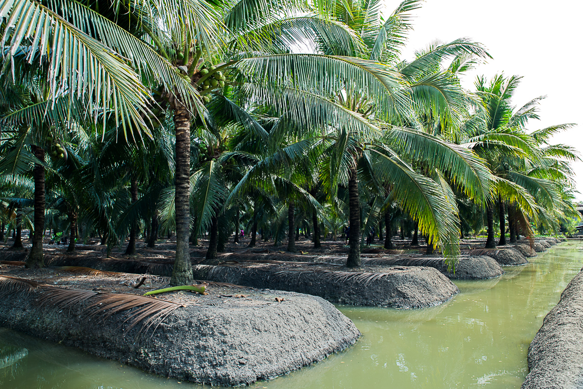 Coconut farm in Thailand