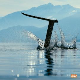 Duotone Strider SLS Foilboard